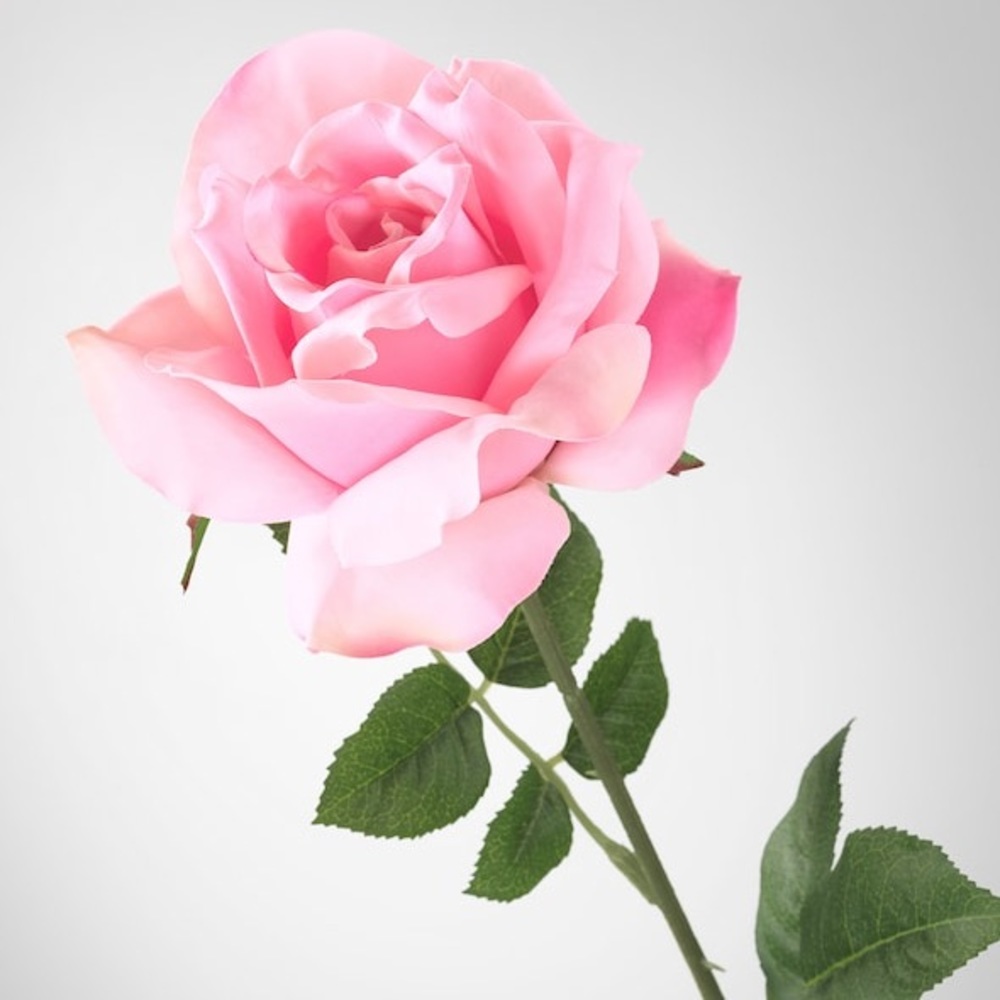 Meet your Posher, Yaneidy